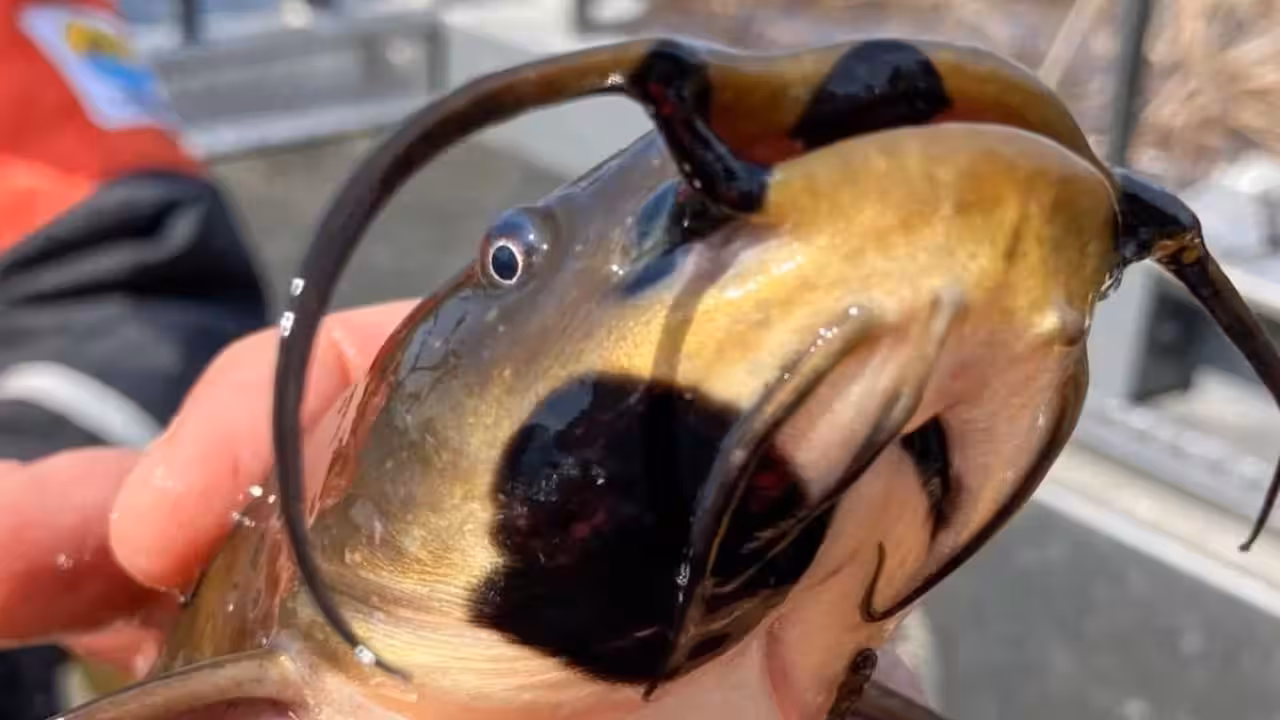 Anglers had been reporting black skin patches among catfish in Vermont lake. Now scientists have found it’s a contagious cancer affecting 30% of their population |