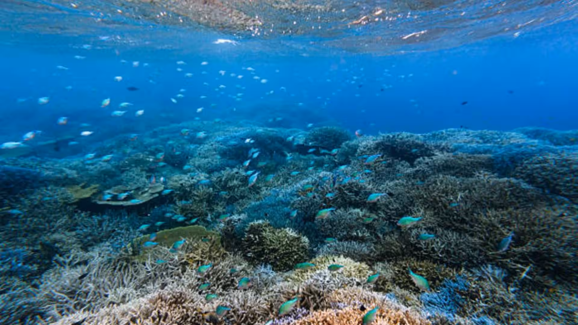 Scientists are turning seawater into a ‘blood test’ that could reveal coral reef damage before it becomes visible |