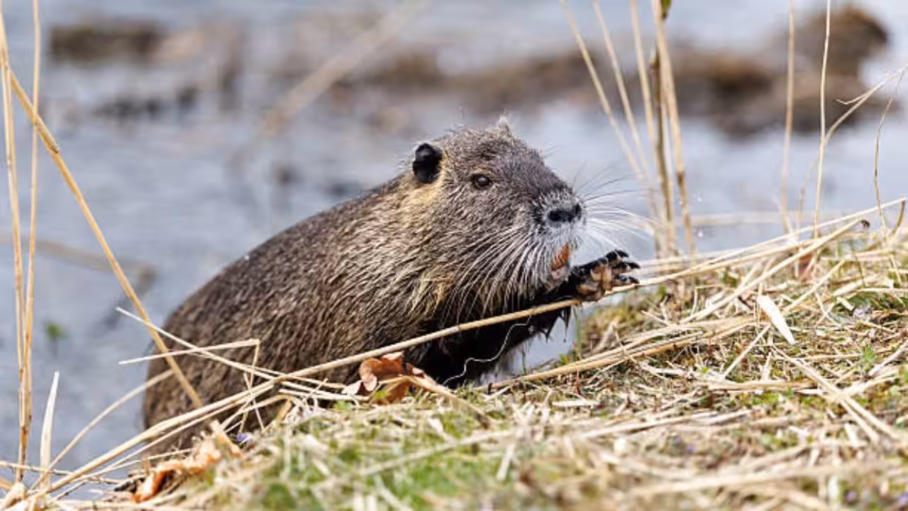 One of the world’s largest rodents was imported for fur farming in North America; today it’s devastating wetlands and riverbanks across US |