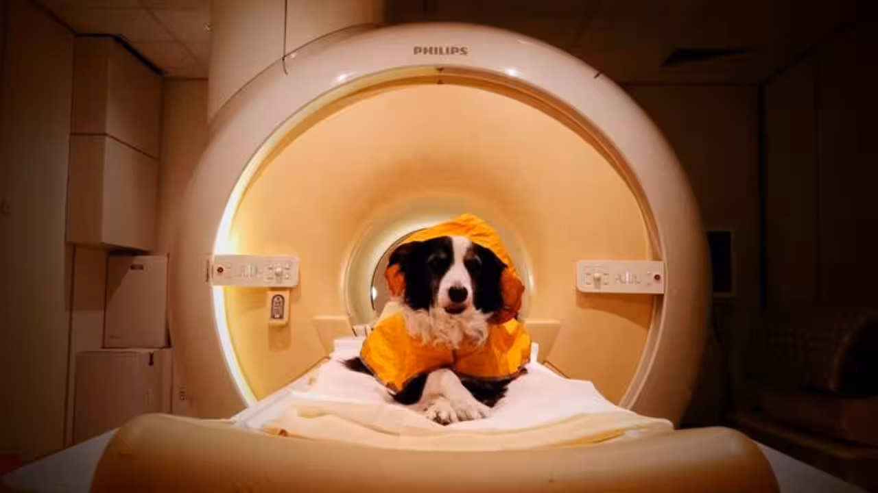 Dog parents, you were right all along! Scientists finally find dogs can tell when you’re sad, scared, or angry – here’s why they want you to smile