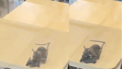 Rats filmed running across tables at Rajkot McDonald’s, civic body takes action | Rajkot News