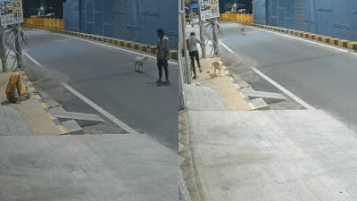 Coimbatore Sexual Assault Attempt: Watch: Stray dogs save mentally ill woman from sexual assault attempt in Coimbatore | Coimbatore News